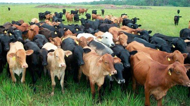 Banco Agrícola resalta genética ganado del Noroeste