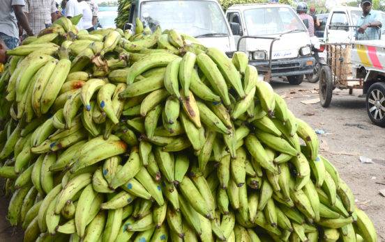 En precio del plátano influye la calidad y la procedencia