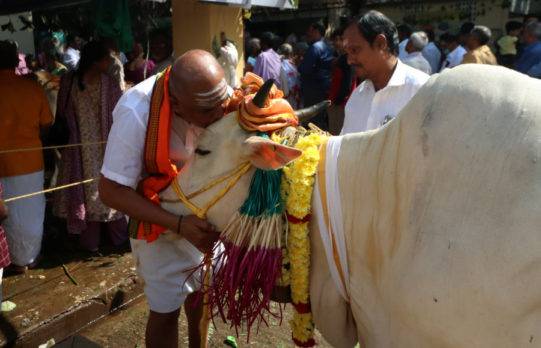 Gobierno indio llama a abrazar vacas para sustituir el día de San Valentín