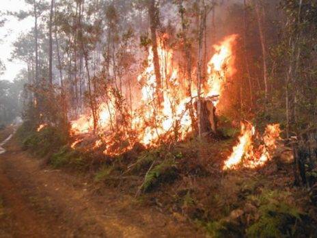 Un incendio forestal activo causa severos daños en el este de Cuba