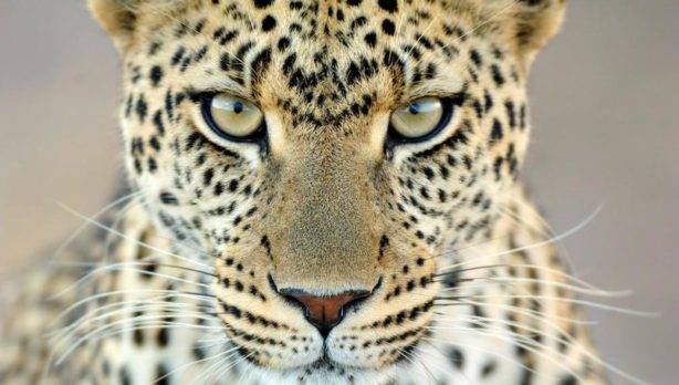 Leopardo irrumpe en tribunal en el norte de la India y hiere a 5 personas