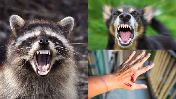 A propósito del mapache: todo lo que debes que saber sobre la rabia