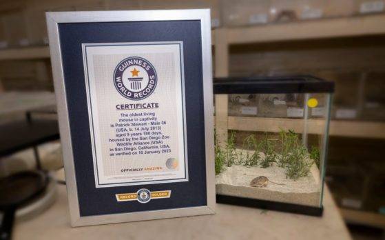 Diminuto ratón gana récord Guinness por ser el más longevo