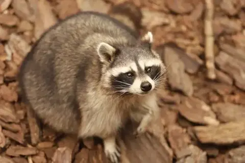 a que familia pertenece el mapache