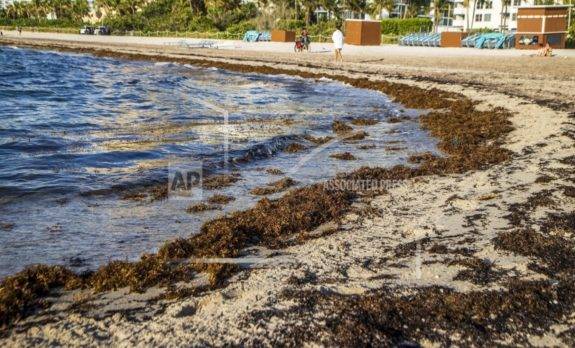 Masa sargazo amenaza varias playas del Caribe