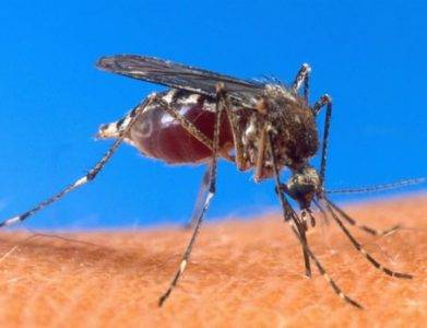 El mosquito que transmite la enfermedad es el Aedes. Aegypti.
