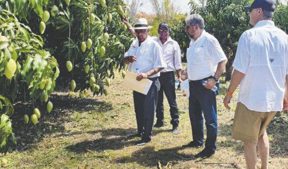 Exportaciones de mango a EU han crecido 30% en últimos 2 años