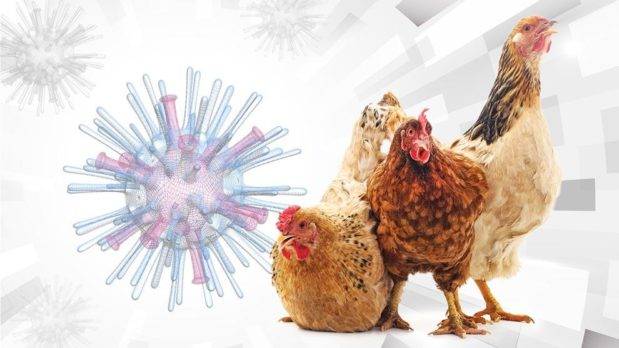 OMS: gripe aviar se está adaptando a mamíferos, pero aún es rara en humanos