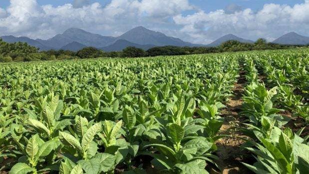 «San Juan se encamina a convertirse en el centro de producción de tabaco de RD», asegura Miguel Canó
