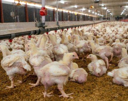 ADA cita subsidio a gallinas ponedoras