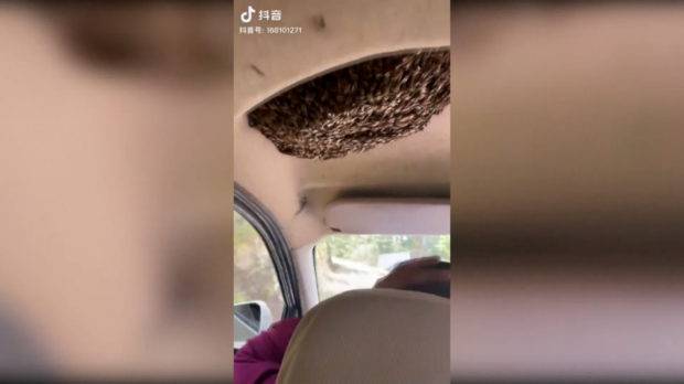 ¡Sin miedo a nada! Hombre conduce con colmena de abejas en su automóvil