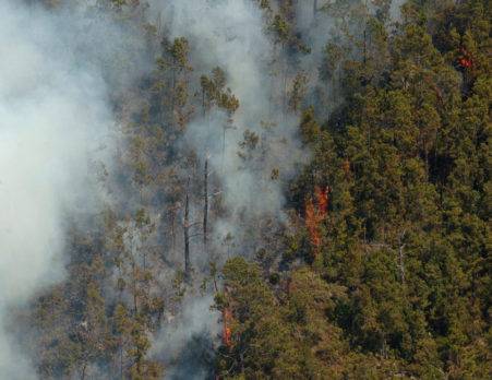 Dictan coerción contra haitiano habría provocado incendios forestales en Piedra Blanca