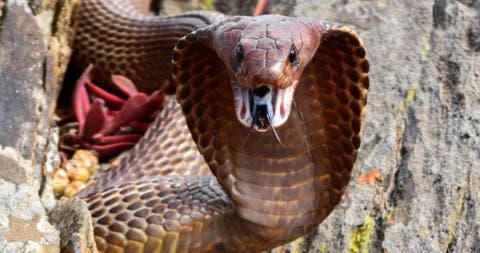 serpiente cobra - Buscar con Google  King cobra snake, Cobra snake, Snake  images