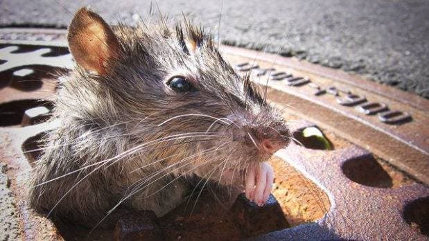 ¡Lucha contra las ratas! Nueva York cambia horario para sacar la basura