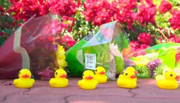 Hombre quiso ayudar a familia de patos a cruzar una calle y murió atropellado