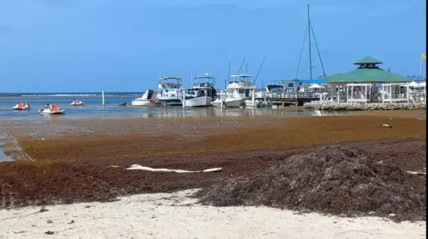 Ayuntamiento de Boca Chica retira más de 30 camiones de sargazo por día