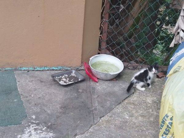 Residentes en Buena Vista I denuncian plaga de gatos realengos afecta a la comunidad ante la mirada indiferente de las autoridades