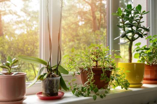 Las flores y plantas reducen un 20% la contaminación en hogares, escuelas y hospitales