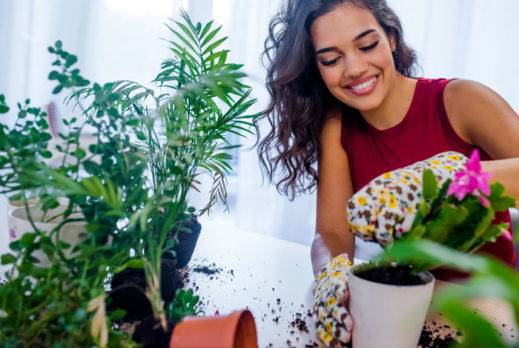 plantas para mejorar el aire de casa