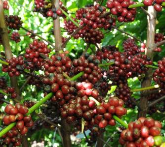Productores de café dicen no hay mano de obra