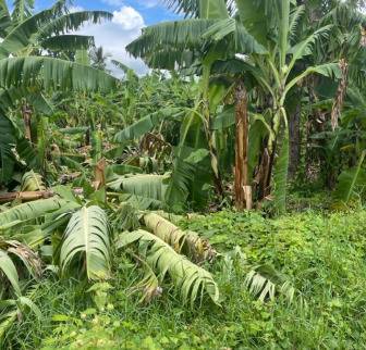 Unas 2,400 tareas de plátano y guineo, afectadas en Azua