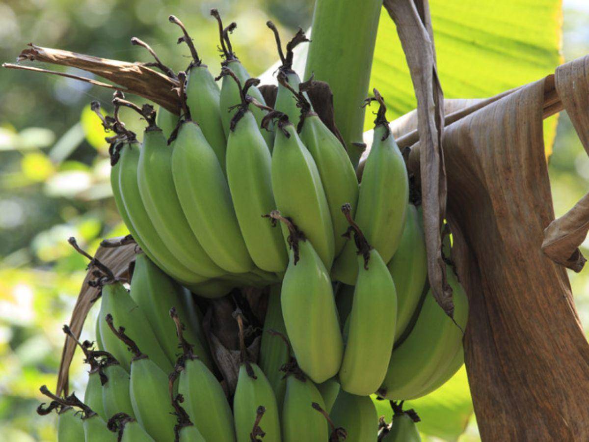 Tormenta Franklin: pese a vulnerabilidad confían banano no sufra
