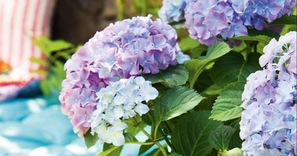 hortensias 00436204 25b9214d 1200x630