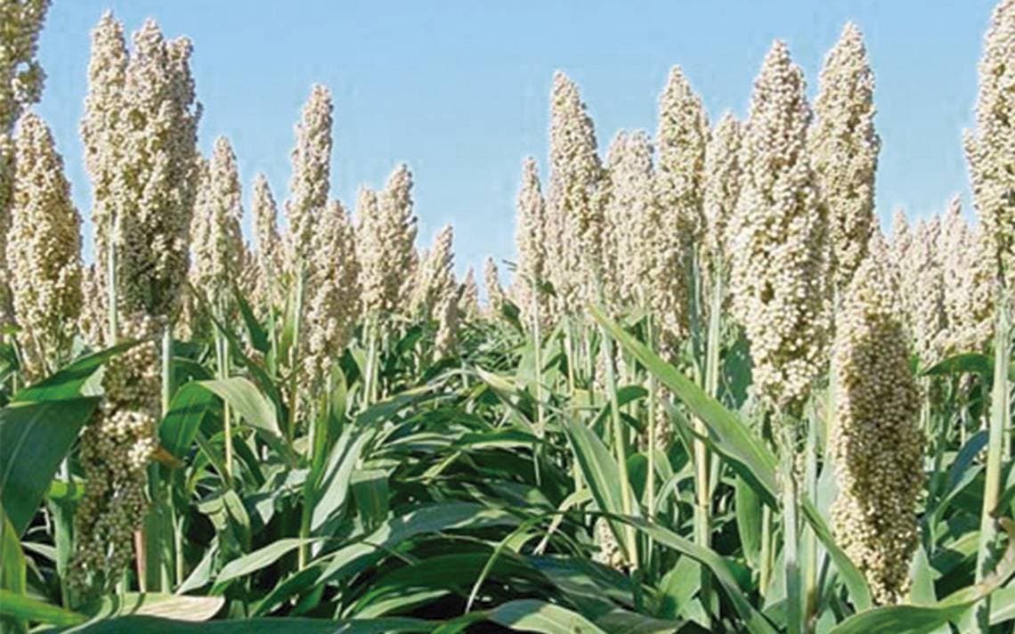 Pide incentivar cultivo sorgo blanco