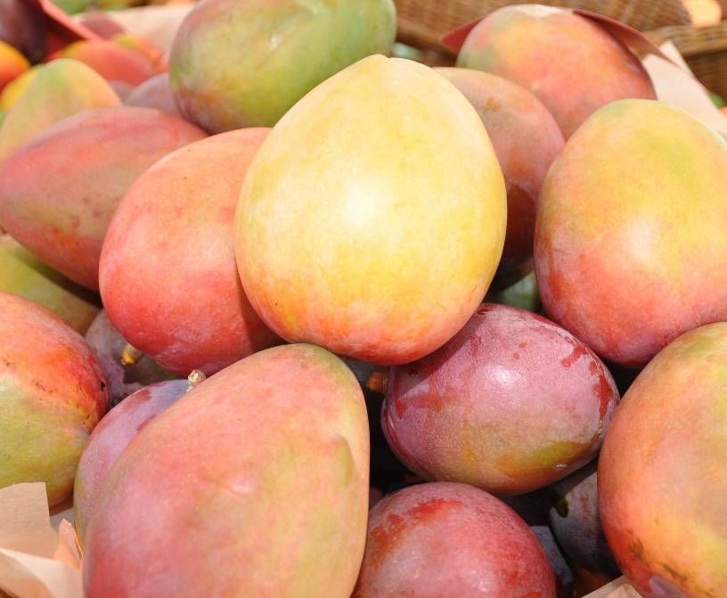 RD inicia la exportación de mangos a Costa Rica