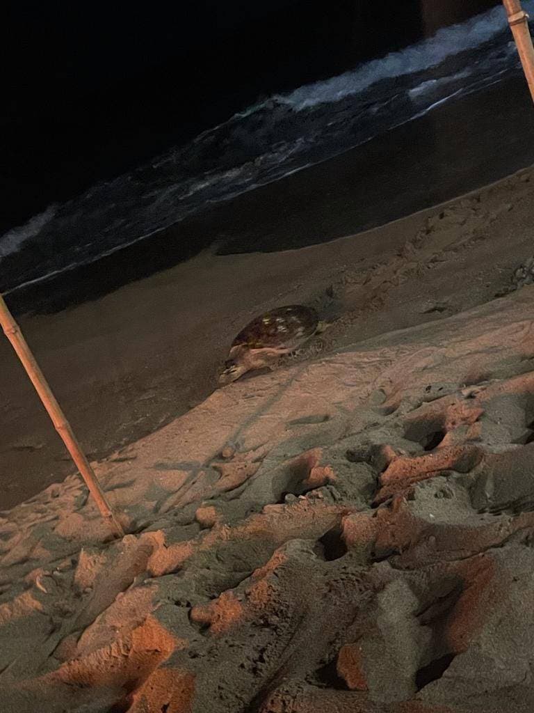 Medio Ambiente y comunitarios unidos en la proteccion de tortuga que anida con exito en Cabarete 3