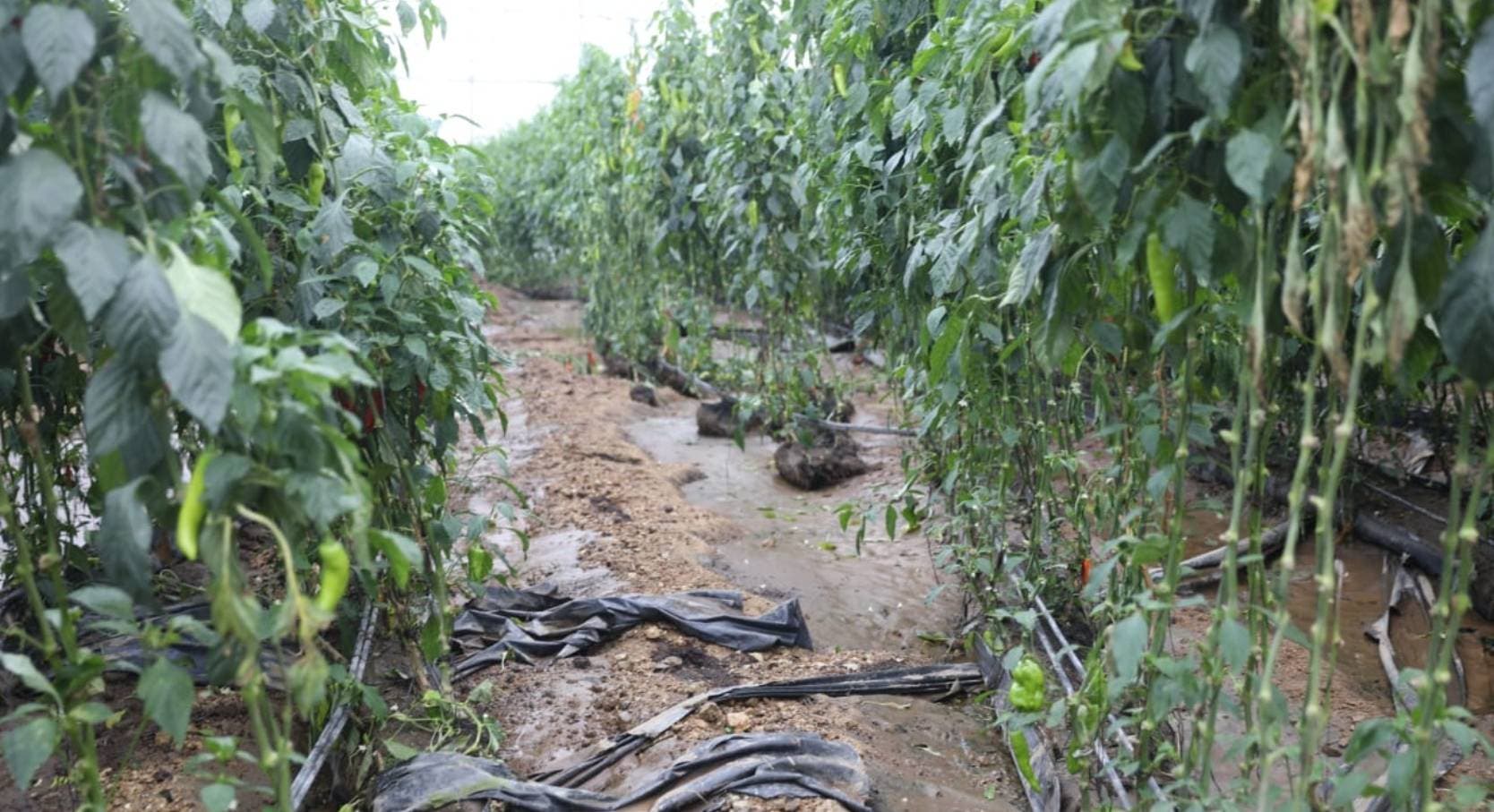 Tormenta tropical causa graves daños a la agricultura y viviendas