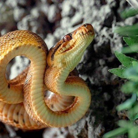 Animales en el zoológico