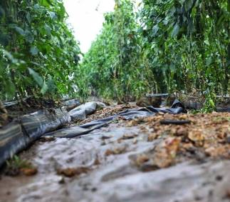 Inundaciones dañan producción agropecuaria