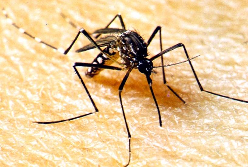 Los virus respiratorios y el dengue impactan