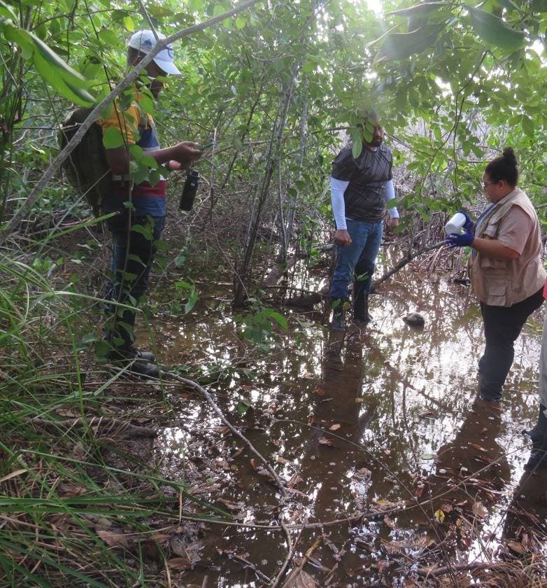 Medio Ambiente investiga desde hace más dos semanas degradación en un manglar en Las Terrenas