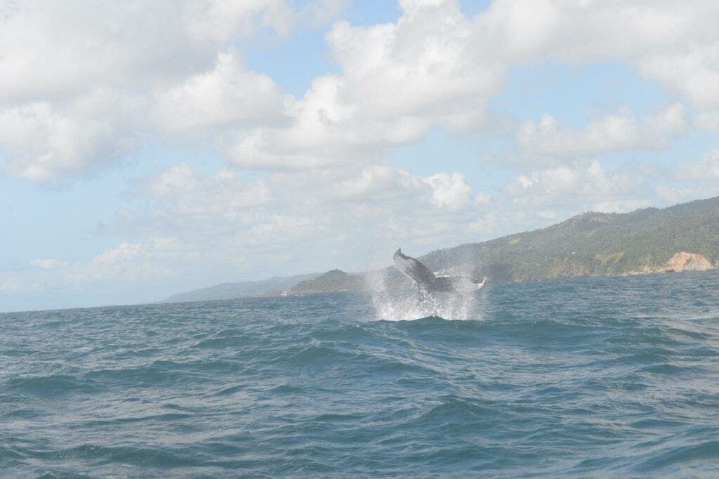 Foto 2. Medio Ambiente desarrolla con periodistas una jornada de concienciacion sobre proteccion de las ballenas jorobadas