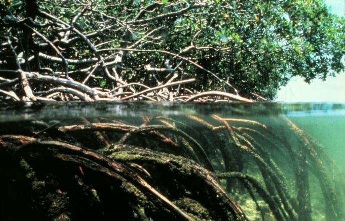 ¿Cómo financiar el pago por daños a manglares?