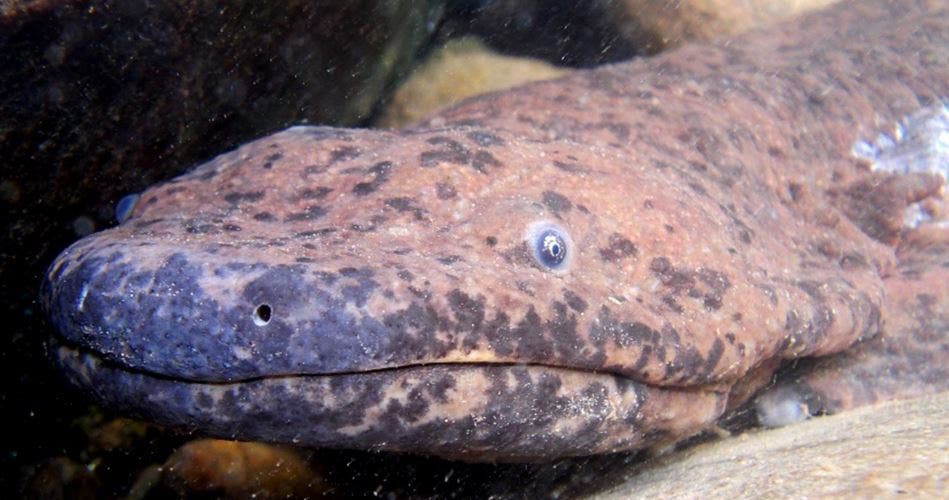 Japón halla ejemplares del anfibio más grande del mundo