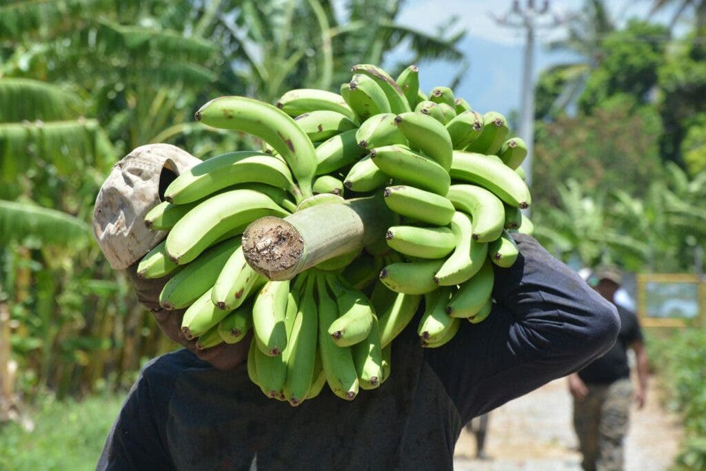 Guineos