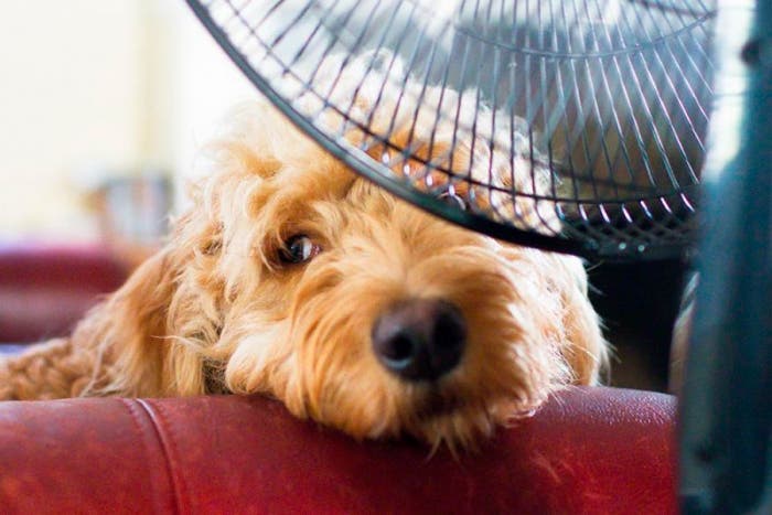 Golpe de calor: ¿Cómo afecta a las mascotas?