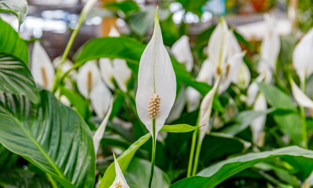 Spathiphyllum El lirio de la Paz 1250x750 1