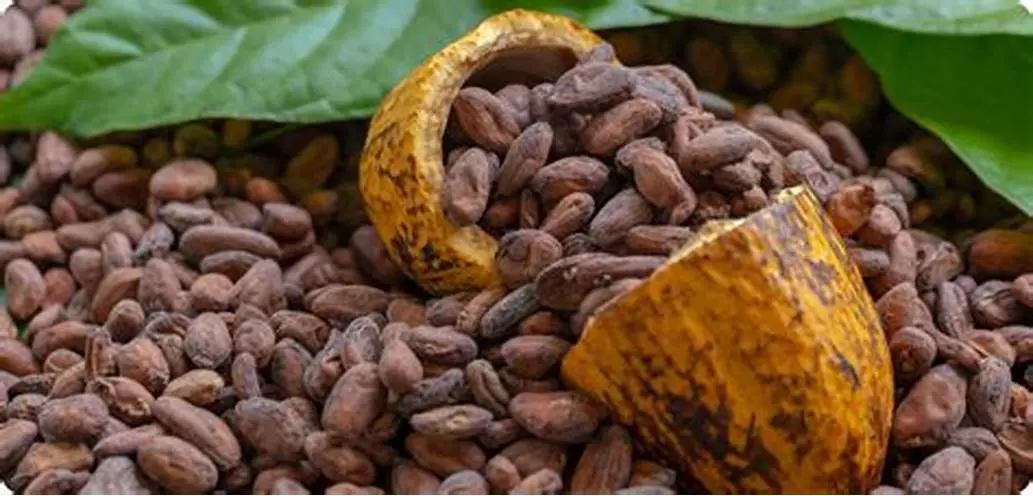 Unión Europea no limita ni pone trabas a cacao de RD